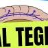 2 Minute Neuroscience Ventral Tegmental Area VTA