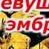 Мумия девушки с чужим эмбрионом Египет кладовая загадок