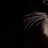 10 HOURS Maxwell The Cat WITHOUT A WATERMARK