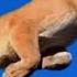 Cougar Tribute Free Animal