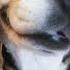 Nico S Nextbot Beagle Sound