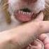バーン を避ける犬が名演技すぎる W ボーダーコリー オーストラリアンシェパード Shorts Dog