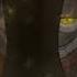 Just Gold Vocals Only FNaF Golden Freddy Song By MandoPony