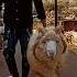 Jacob Antique Sheep In India Shorts Trending Viral Shortvideo