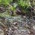 5 14 24 Hike Arizona Crossing The Blue River Snow Melt Creating A Nice Water Flow