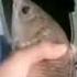 No No No Mister Fish You Won T Go To Your Family Sad Memes Funny Viral Sad Fishing Fish Fyp