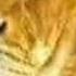 Nemean Lion Growl