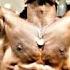 Till The Roof Comes Off Aesthetic Fitness Bodybuilding Motivation