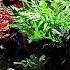 HUGE IMPACT Medium Budget Aquarium Aquascape Tutorial