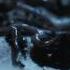 Glass Animals Black Mambo Old Video