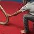 King Cobra Attack