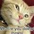 Send This To Your Best Friend Viral Cat Kitty Funny Cute Shorts Hashtag Bestie Fyp