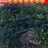 Wildlife Wild Boar Behind The Bushes Funny Warthog Video Wildlife Animals Warthogs