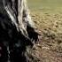The Wolfman Universal Pictures Release Date 02 12 10