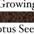 Growing Lotus Seeds Care Lotusseed Lotus Houseplants Plants Indoorplants Aquaticplants