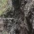 Amazing Wild Boar Daily Life In Mountain Warthog Pig Boar Hog Viral Animal Wildlife