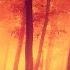 Relaxing Dark Autumn Music For Writing Autumn Twilight Forest 690