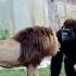 Lion VS Gorilla Encounter At Zoo Blondi Foks Shorts