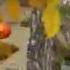 Nickelodeon Bumper Orange 2003