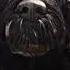 Isle Of Dogs X I Bet On Losing Dogs Mitski