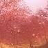 Magical Cherry Blossom Road Gentle Spring Ambience With Acoustic Music