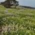 Kaas Plateau Valley Of Flowers Full Of Flowers Earth Beautiful And Serene Cinematic Beautiful