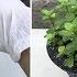 How To Grow Mint From Cuttings In 3 Easy Steps