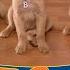 AIR BUDDIES Cães Amigos Brasil Version