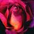Victoria Kohana Runstar Desert Rose Slowed