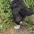 Sheltie Germania Puppy Dog Kennel Izpiterskikhvolkov Dogs шелти питомник