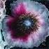 Hogland Lord Visualizer Helix Records