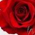 DJ Antoine La Vie En Rose Artwork Video