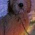 Katelynbyrd Katelyn Byrd Dog Video