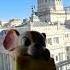 Vendiendo Un Ratón De Loza Con Vista Al Congreso Queso