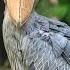 The Scariest Bird Calls You Ll Ever Hear Especially 1