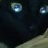 I Know Those Eyes This Man Is Dead Lyrics