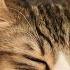 Harp Music To Calm Your Cat Relaxing Cat Music Mix Relaxation And Sleep Music
