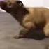 Dog Zoomies Funny Tiktok