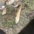 Shikoku And Karelian Bear Dog At Play