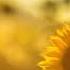 Ilya Malyuev Sunshineflowers 432Hz