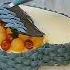 New Trend Mix Fruit Basket Cake Decorating Idea Shorts Subscribe Yummycake
