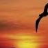 Bird Set Free Sia Slowed