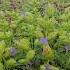 Rare Flowers In The World Are Seen Only In Kas Plateau Kas Flowers Shorts Beautiful Travel