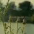 Eyedress She Looks Just Like A Dream Something About You Lyrics Ft Dent May Love Fallback