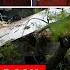 Air India AI171 Crash Black Box Recovered Centrist Nation News