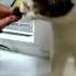 Cute And Funny Cat Videos Compilation Shorts 43