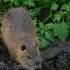 Nutria Rat Swamp Rat