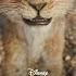 Mufasa The Lion King Buy It On Digital February 18 And Own It On Blu Ray April 1