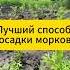 Лучший способ посадки моркови дача огород лайфхак рассада морковь