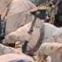 Armored Attack War Movie The Uprising Of An Ukrainian Village Against The Nazis